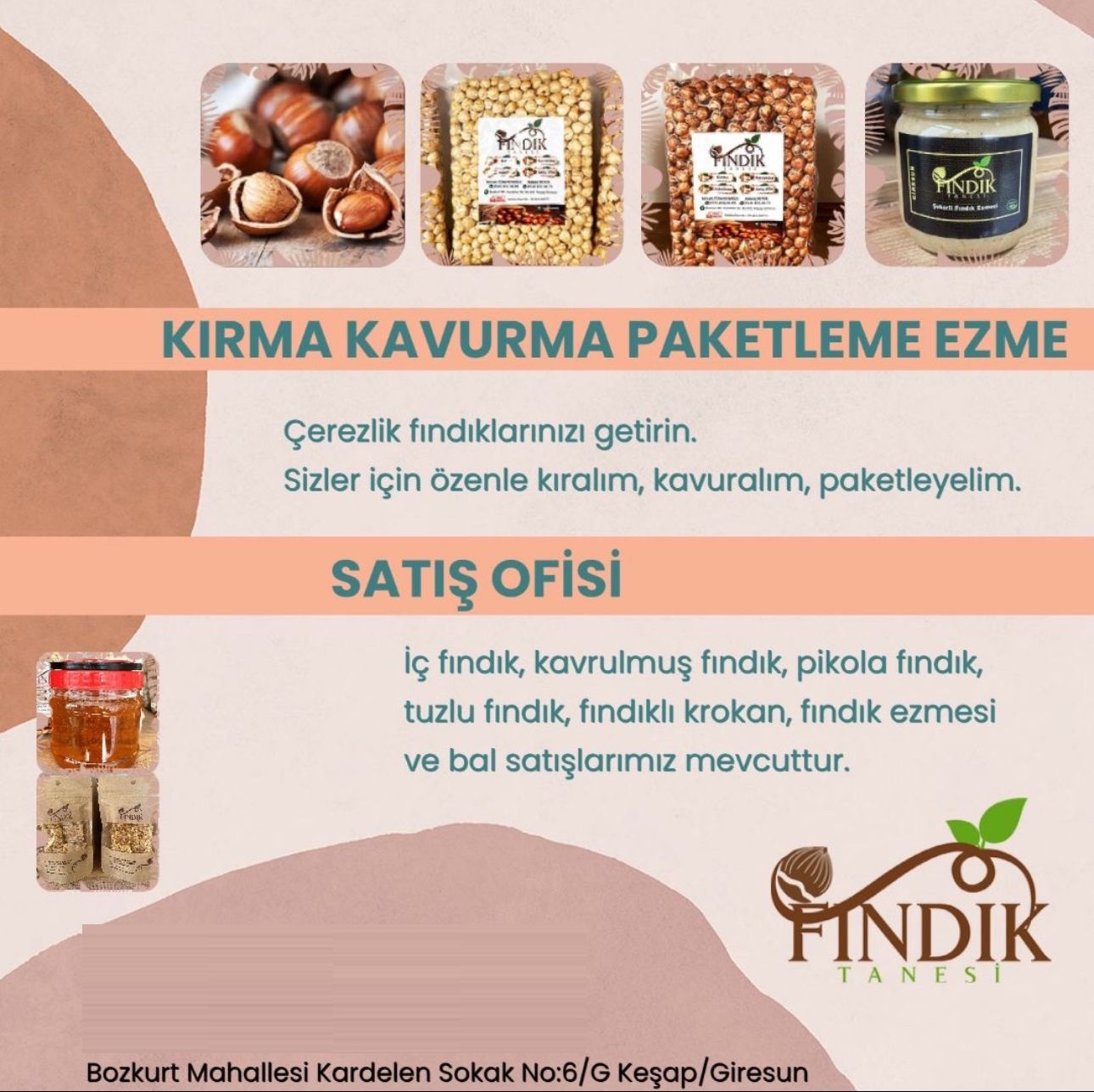 Fındık Tanesi